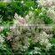 Chinese Beautiful Gardening Flower Tree Lysidice Rhodostegia Seeds For Growing