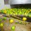 apple kumquat waxing drying machine / orange polishing machine