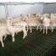 1200*600*35mm Pig/sheep/goat composite plastic slat floor