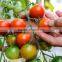 2017 Hot sale multi span plastic film tomato greenhouse