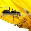 Very strong lure to kill ants Indoor Ant powder  1% Hydramethylnonc