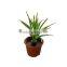 artificial 10-90cm bush/ fern/ grass/ decoration