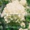 For Friend Gift High Quality Silk Hydrangea Wedding Bouquets Wedding Centerpieces Real Touch Fresh Cut Hydrangea From Yunnan