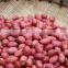 Supply with Chinese Raw Red Skin Peanut Kernels Without Shell For Sales
