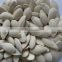 snow white pumpkin seeds with good quality for sale