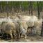 Grassland Fences