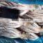 new arrival frozen illex squid head
