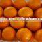 Bulky Supply Sweet Fresh Navel Orange