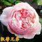 All rose variety