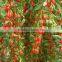 Wholesale Goji Berries