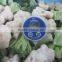 supply 2015 season frozen winter mix vegetable