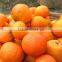food grade orange juice concentrate powder