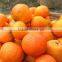 orange extract manufacture ISO, GMP, HACCP, KOSHER, HALAL certificated