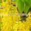 CASSIA OIL