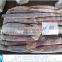 Frozen Illex Argentinus Squid