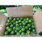 Fresh Green LEMON - LIME - Citrus seed seedless Vietnam 2016 (Jolie whatsapp viber 84 98 358 7558)