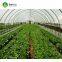 Simple galvanized steel frame single span polyethylene film Greenhouse For Sale