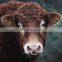 Cow nose ring bull nose ring holder metal stainless steel bull ring