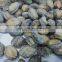 frozen abalone price