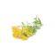 free sample 100% natural Tansy Extract powder 5 1 10 1 20 1