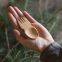 Wholesale bambu spoon fork Mini bamboo spork allbamboo totally bamboo from China twinkle bamboo