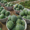 100pcs Hybrid f1 High Sweetness Red Seedless Watermelon Seeds for Sale