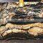Natural Gold Veins Black Taurus Granite Slab Price