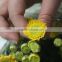 Pure and mild flavor hot-sale fresh flower chrysanthemum from thailand