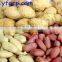 Lower price blanched peanut kernels long type