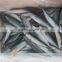 Frozen Pacific Mackerel Fish Whole Round