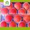 new arrival fresh apple fruit fuji apple with market price