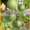 Hybrid green sweet melon for sale cui mi F1