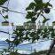 Grafted passion fruit tree seedlings