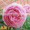 All rose variety