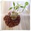 JSX New Arrival Dried Xinjiang Round Light Speckled Kidney Beans