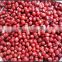 JSX red adzuki beans hot selling red speckled beans