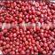 JSX for sale small red beans Grade A High Quality adzuki bean