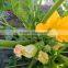 King F1 Hybrid Squash Seeds