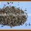 High quality fine organic horticultural expanded vermiculite