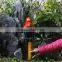 New Zealand's Indigenous parrots birds for sale small