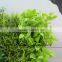 Artificial Plant for Office Building or Shopping Mall Decoration