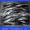 Frozen Pacific Mackerel in China