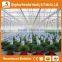Heracles Versatile Multi Span Poly Film Greenhouse for Hydroponic Growing Systems of NFT And Soilless Systems