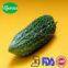 High quality Balsam pear extract/balsam pear extract powder/Balsam pear powder