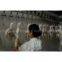 Sell Chicken slaughter machine in china