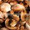 100% PURE HIGH QUALITY FROM COCO PEAT ORGANIC VIET NAM