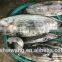 Frozen seafood skipjack tuna fish sale with size 300 - 750g +