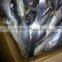 20cm up Horse Mackerel WR