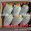Hot sale foamed pe apples net extrusion machine