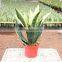 Golden Sansevieria